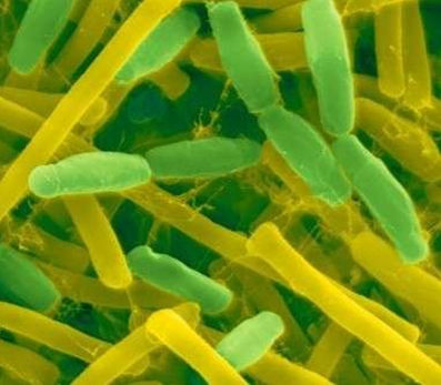 荷兰生物学家发明细菌水泥，遇水可自我修复墙体裂缝