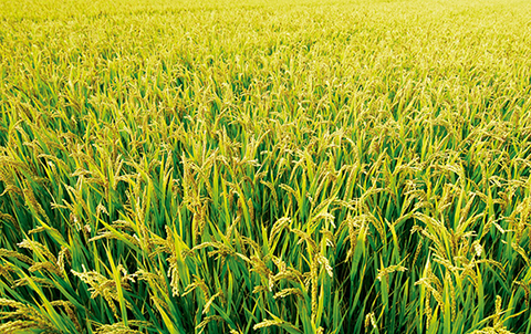 麦饭石在沙漠水稻种植中的应用探讨