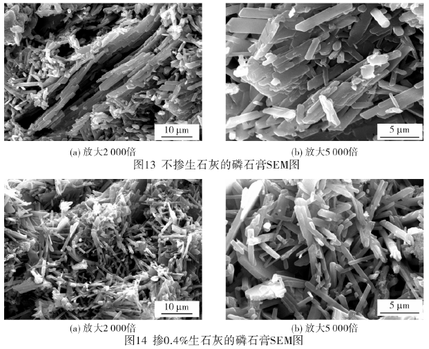 掺0.4%生石灰的磷石膏SEM图