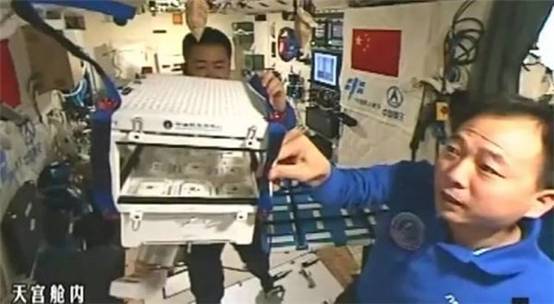 11月11日，航天员景海鹏（右）在天宫二号介绍太空中的植物栽培情况（景海鹏查看白色装置内栽培的植物）