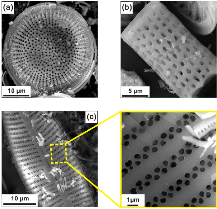 典型硅藻壳体的扫描电镜（SEM）图：（a）圆筛藻；（b）直链藻；（c）桅杆藻