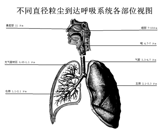 橄榄石、直闪石、透闪石以及二氧化硅颗粒中会造成胸膜瘤。