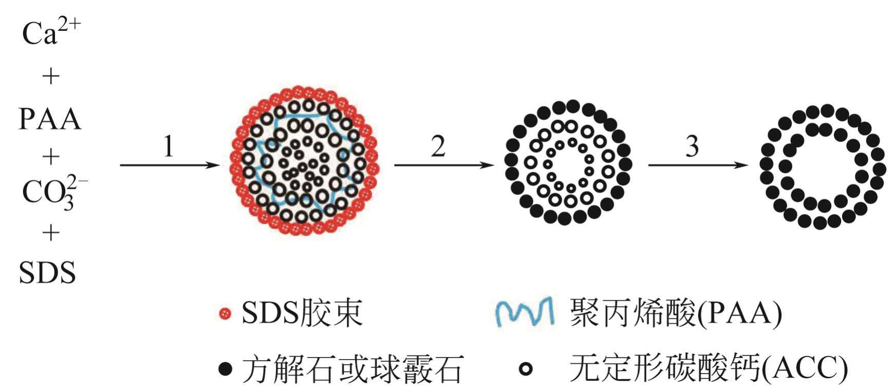 图2 碳酸钙空心微球形成机理