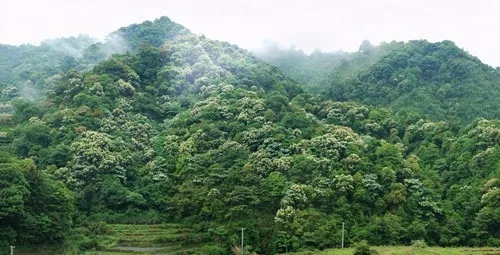 龙岩地区 高岭土 煤矸石 福建省