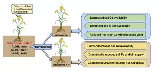 磷和硅灰石配施下对水稻吸收镉的影响机理