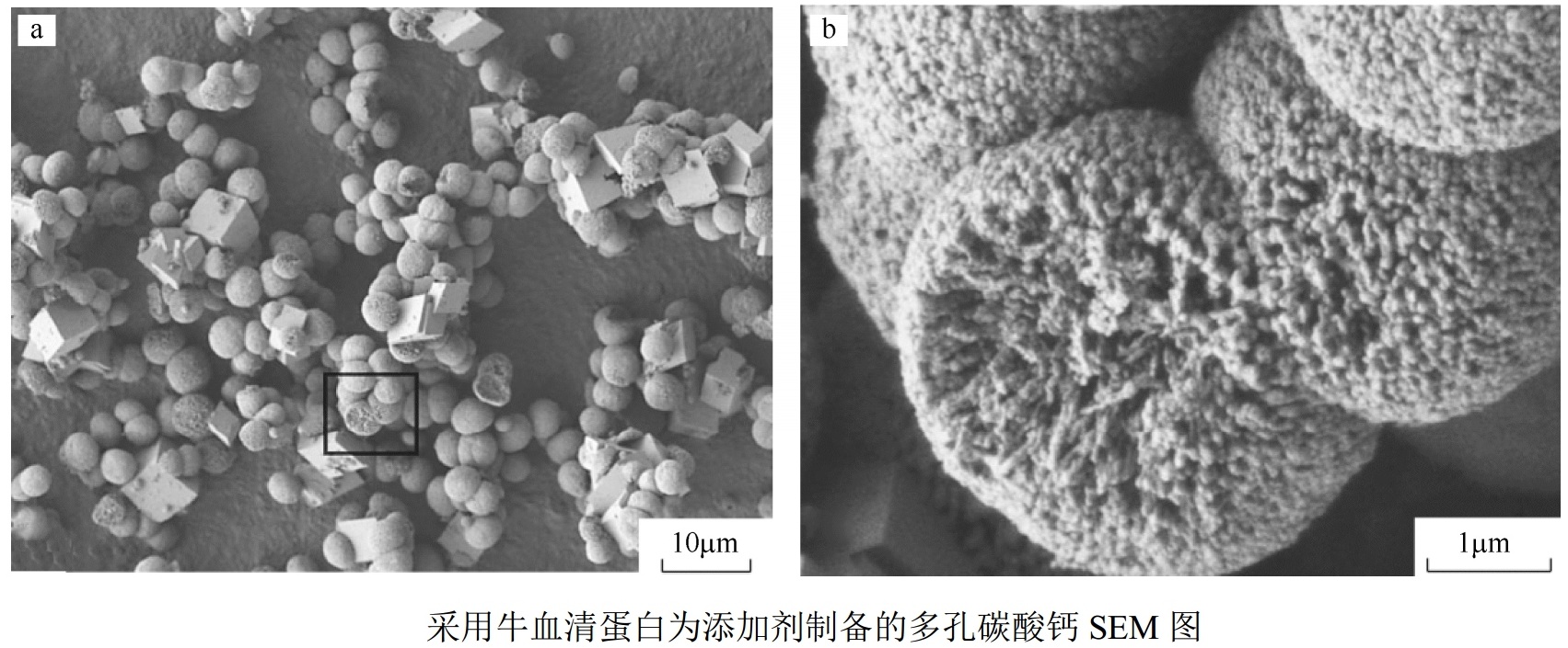多孔碳酸鈣制備技術(shù)及最新研究進(jìn)展