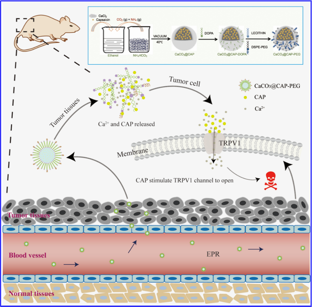 华中农业大学韩鹤友团队利用纳米钙负载辣椒素用于肿瘤特异性治疗