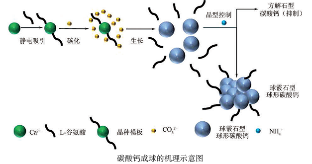 超重力反应结晶碳化法制备球形碳酸钙