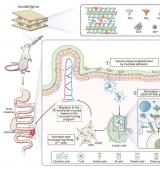 蒙脱石黏膜疫苗，成功实现结直肠癌免疫治疗